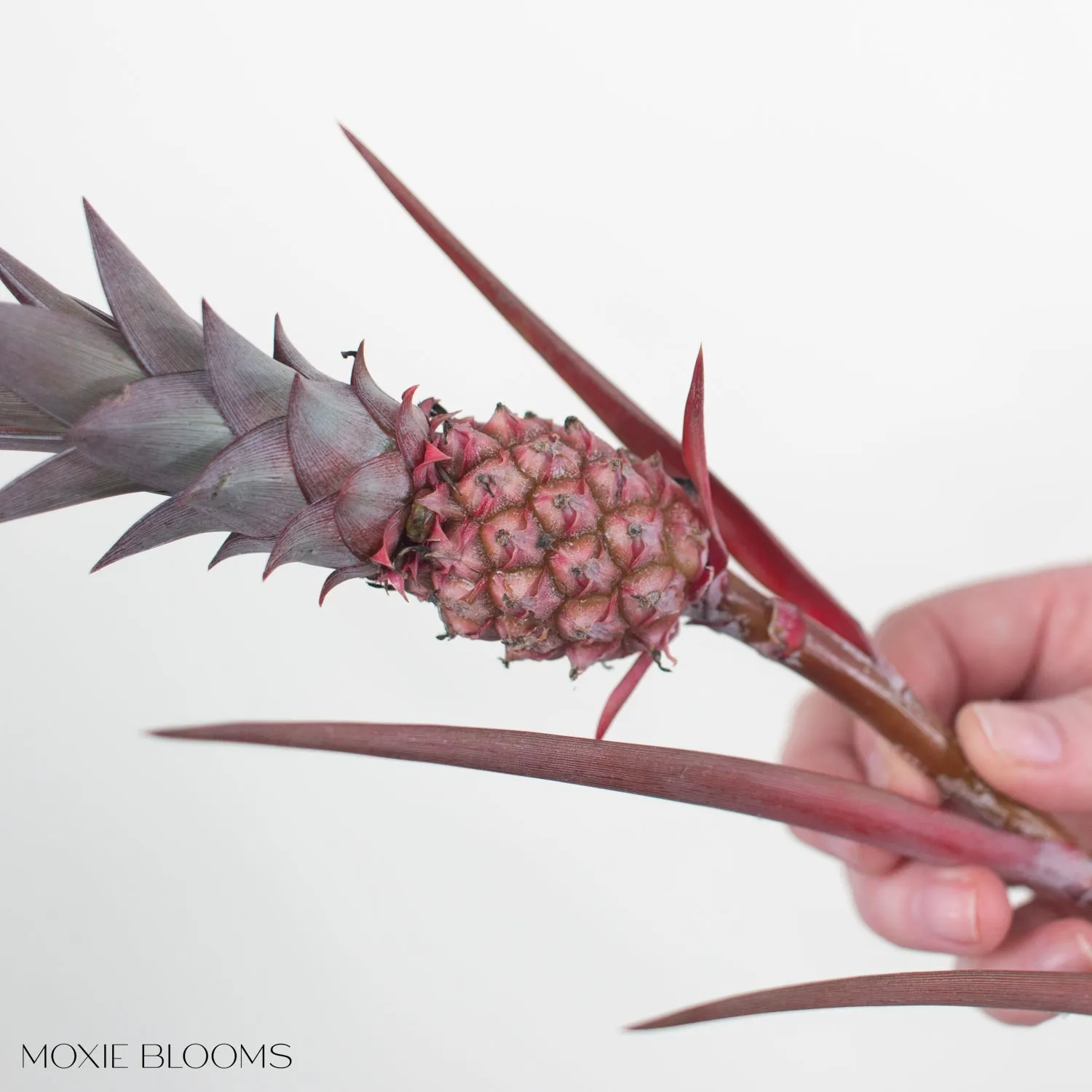 Anana Pineapples