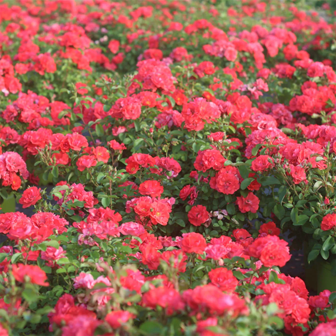 Coral Drift® Rose Bush