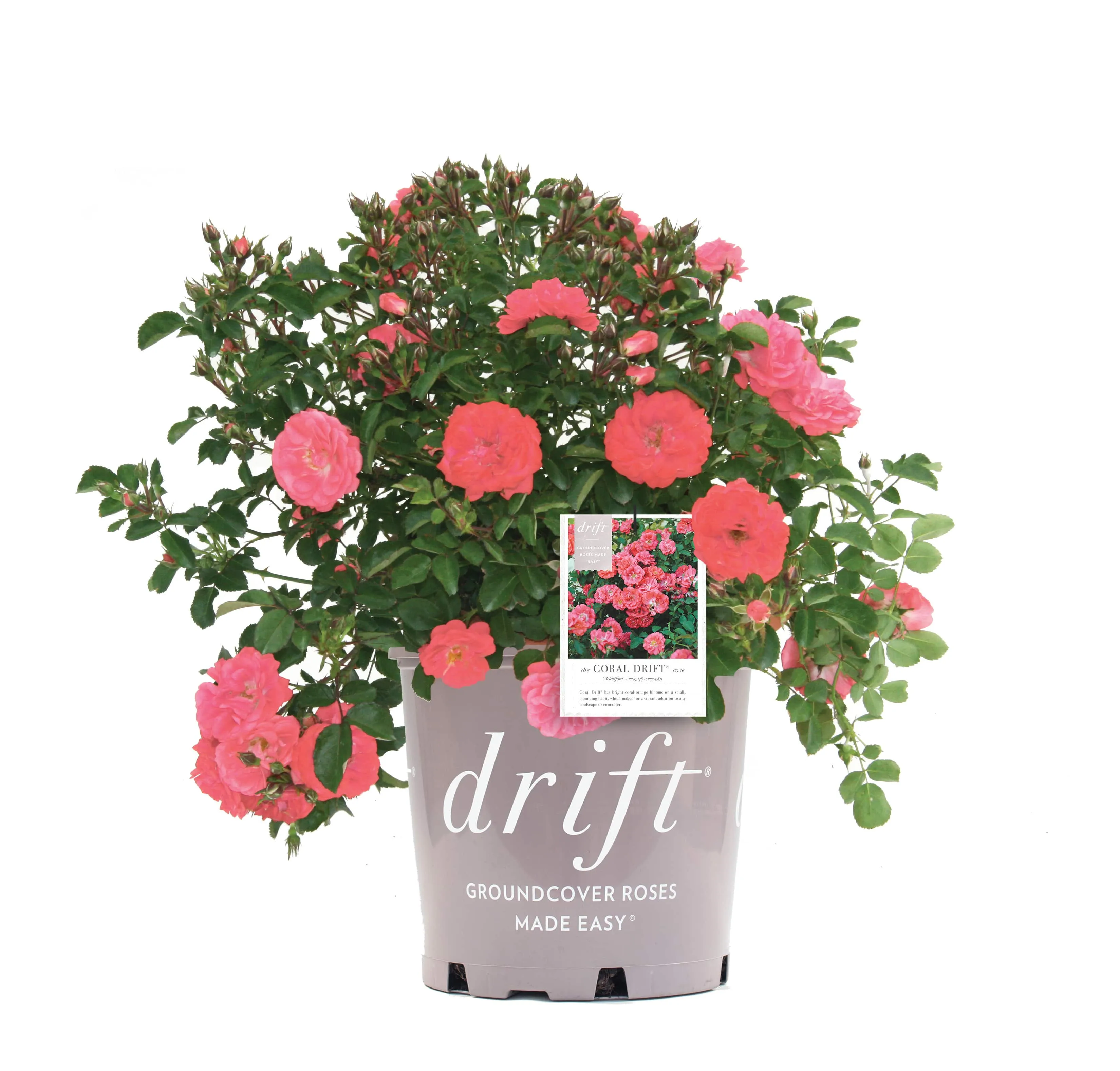 Coral Drift® Rose Bush