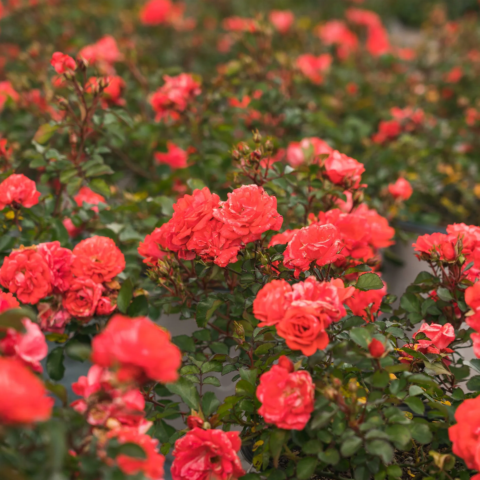 Coral Drift® Rose Bush