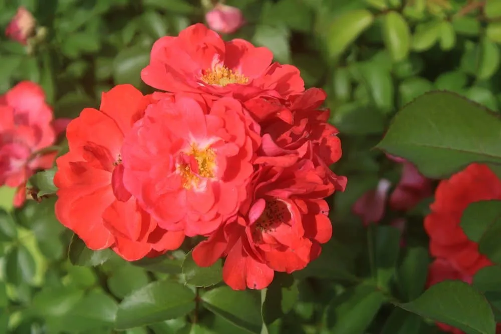 Coral Drift® Rose Bush