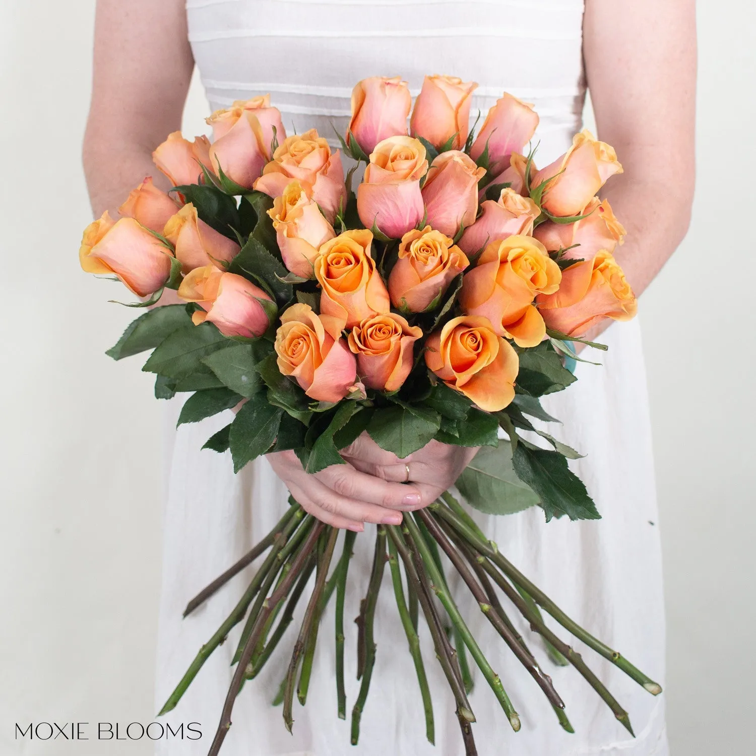 Peach Serenade Roses
