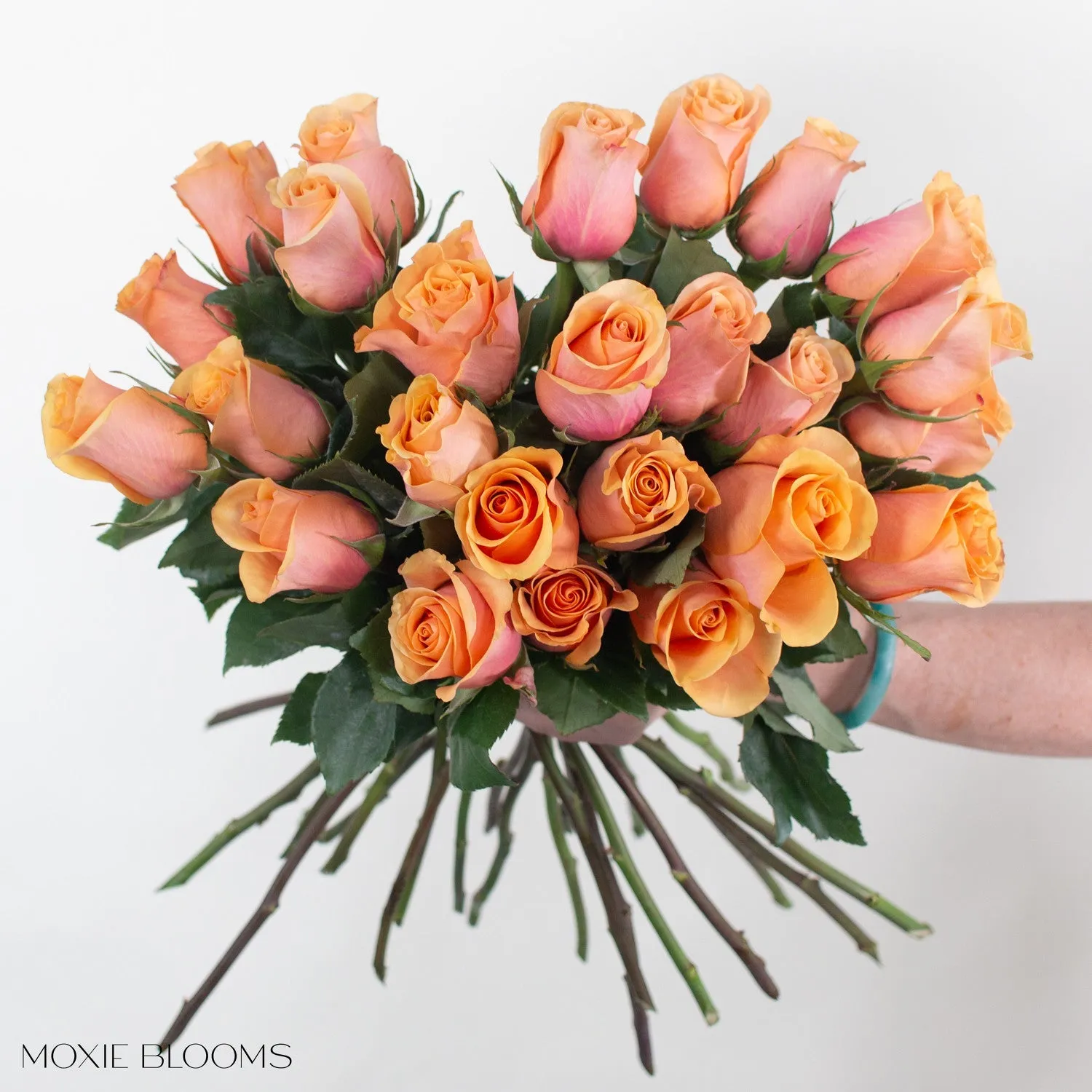 Peach Serenade Roses