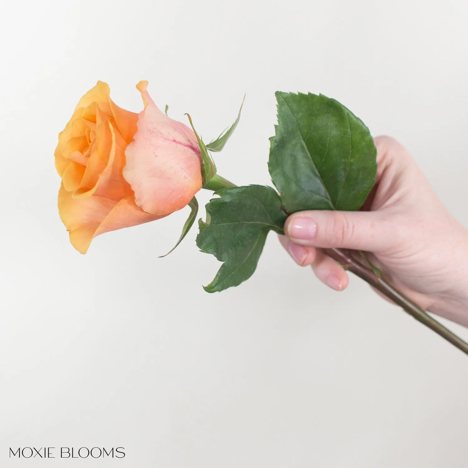Peach Serenade Roses