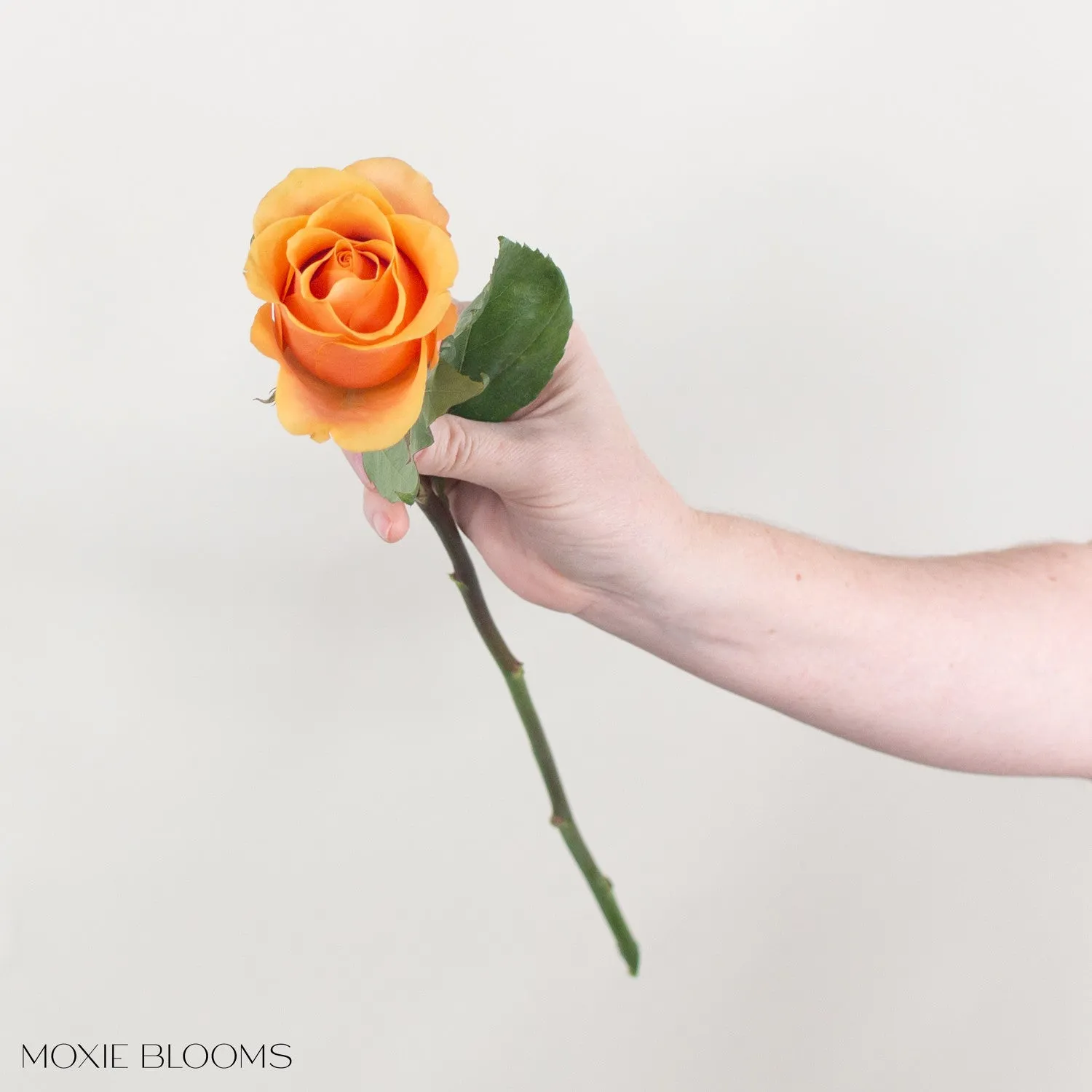 Peach Serenade Roses