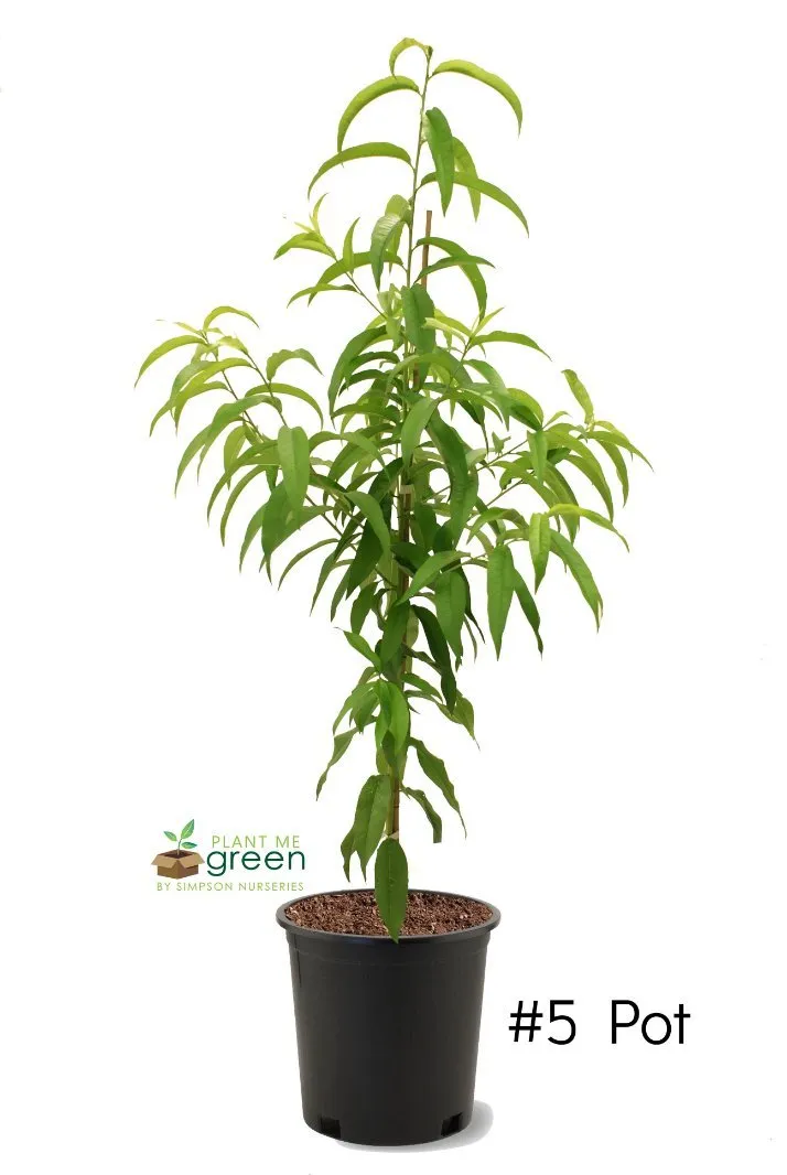Peach Trees - Flordaglo