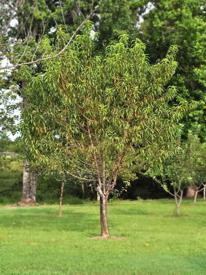 Peach Trees - Flordaglo