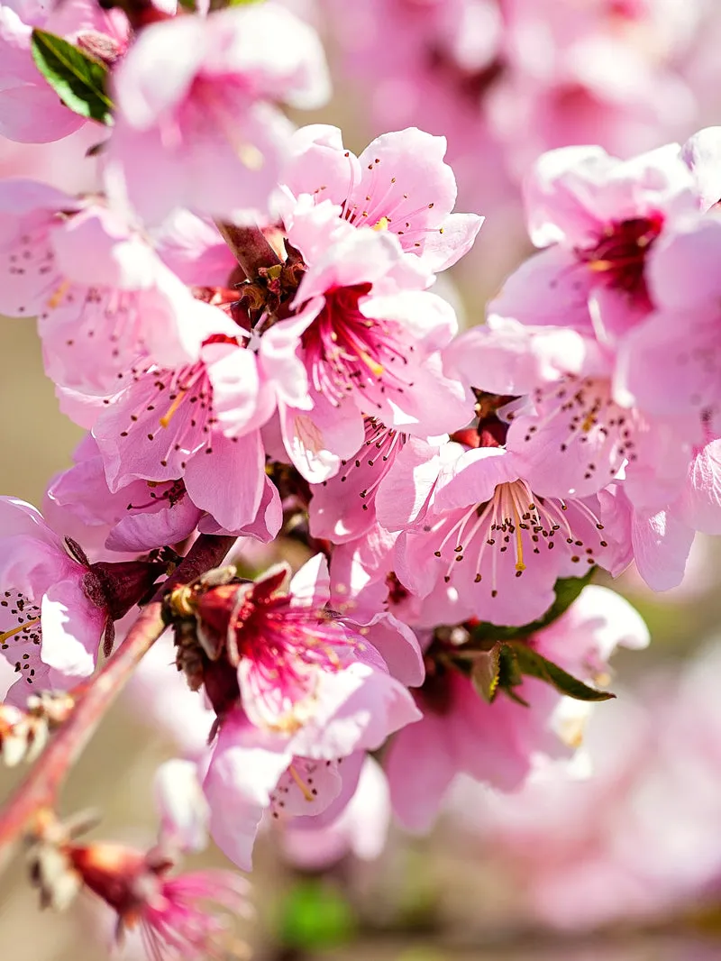 Peach Trees - Tropic Beauty
