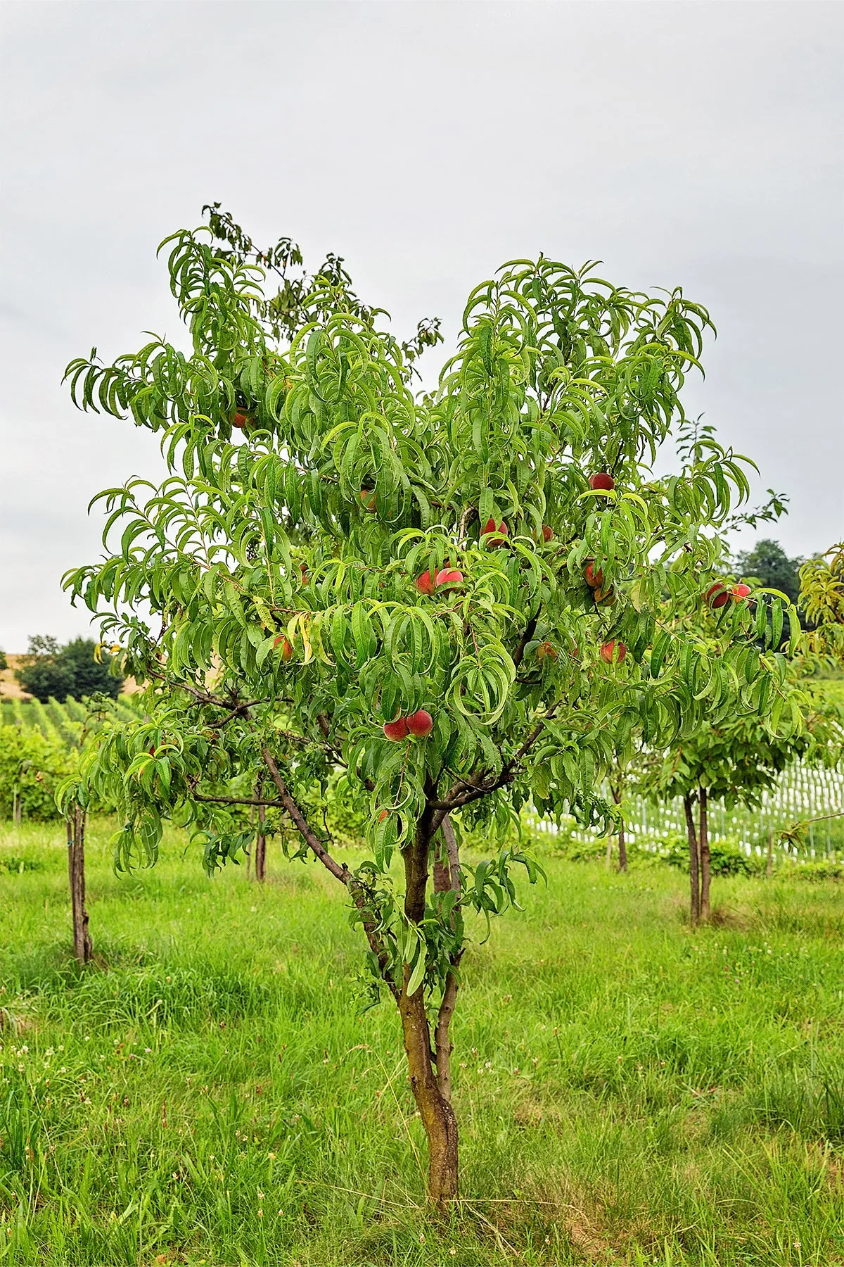 Peach Trees - Tropic Beauty